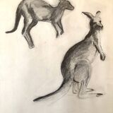 Drawing Kangaroos