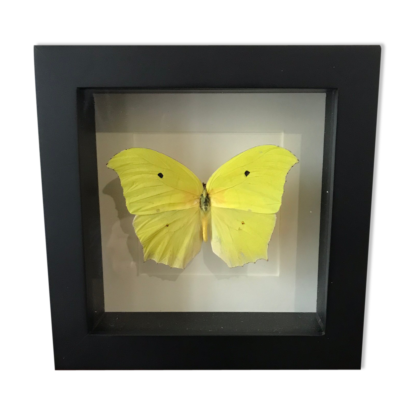 Papillion Phoebis Argante Frame 16 x 16