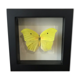 Papillion Phoebis Argante Frame 16 x 16