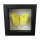 Papillion Phoebis Argante Frame 16 x 16