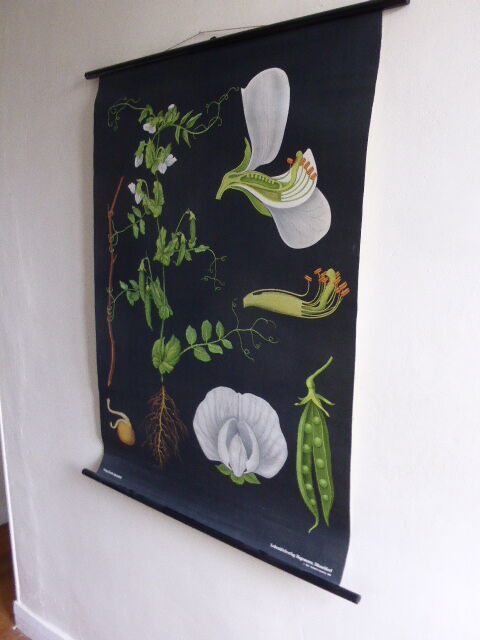 POIS botanical poster by Jung Koch Quentell, created in 1953, printed in Germany in 1985