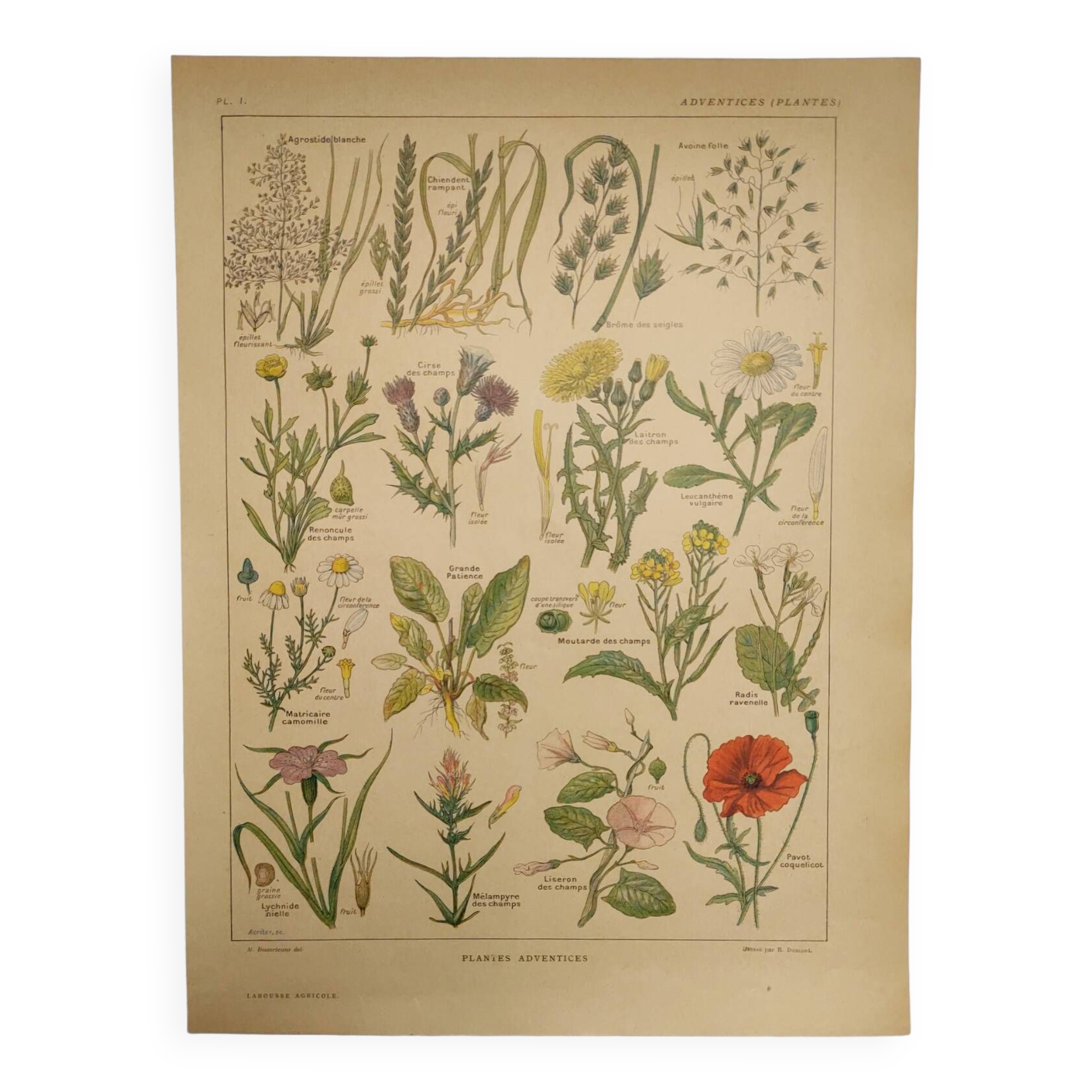 Original engraving from 1922 - "weeds" - Old botanical plate of weeds