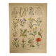 Original engraving from 1922 - "weeds" - Old botanical plate of weeds