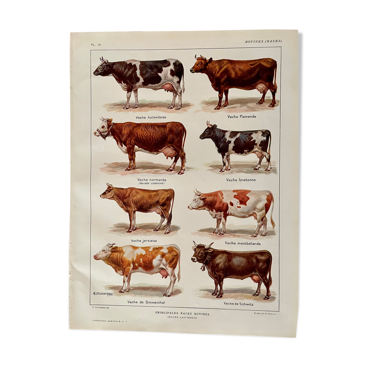 Lithograph on cows from 1921