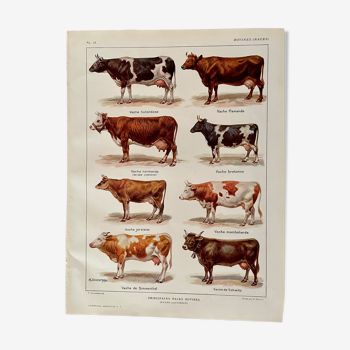 Lithographie sur les vaches de 1921