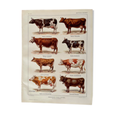 Lithograph on cows from 1921
