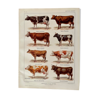 Lithograph on cows from 1921