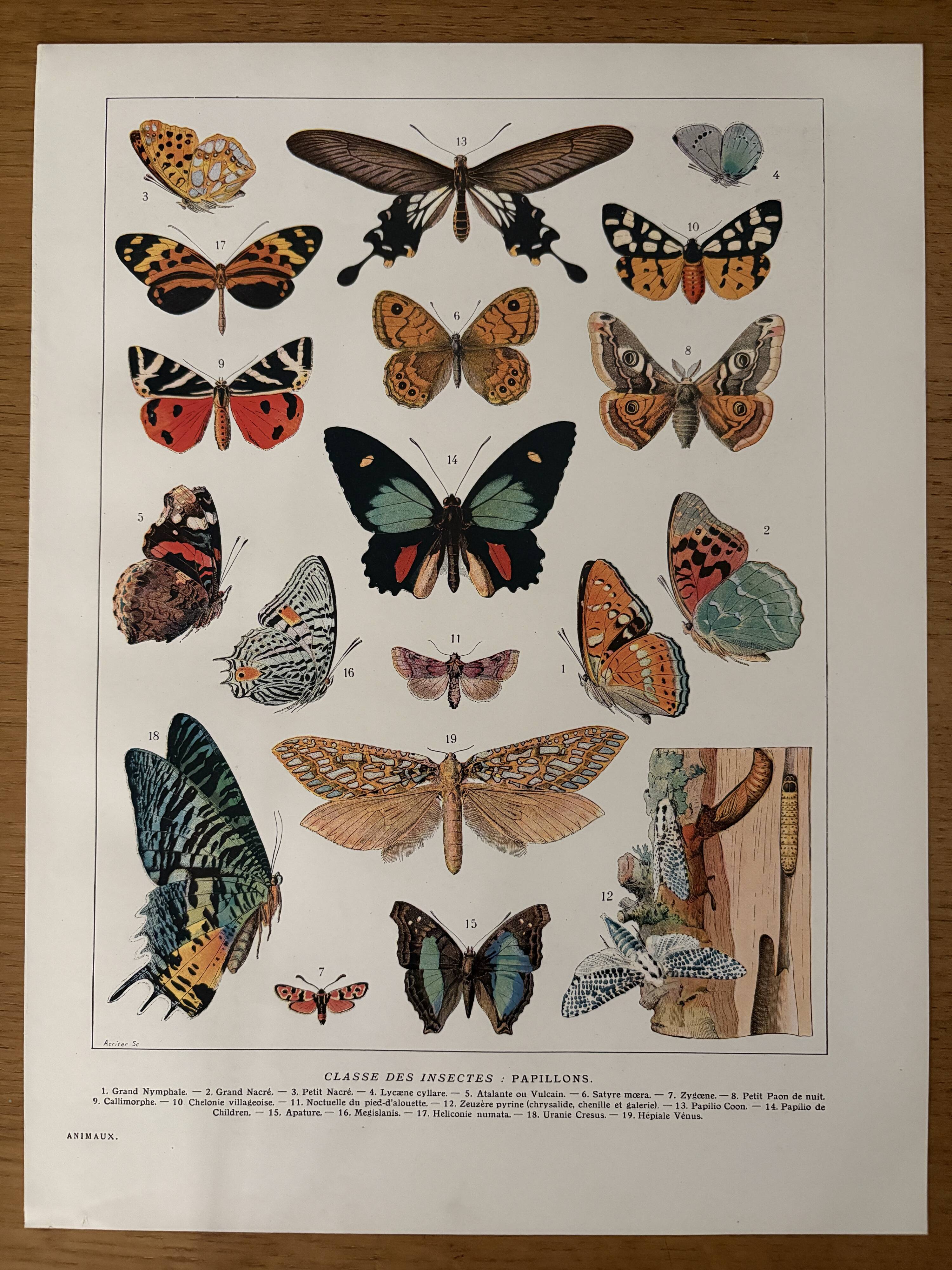Old illustrated plate on butterflies - 1920