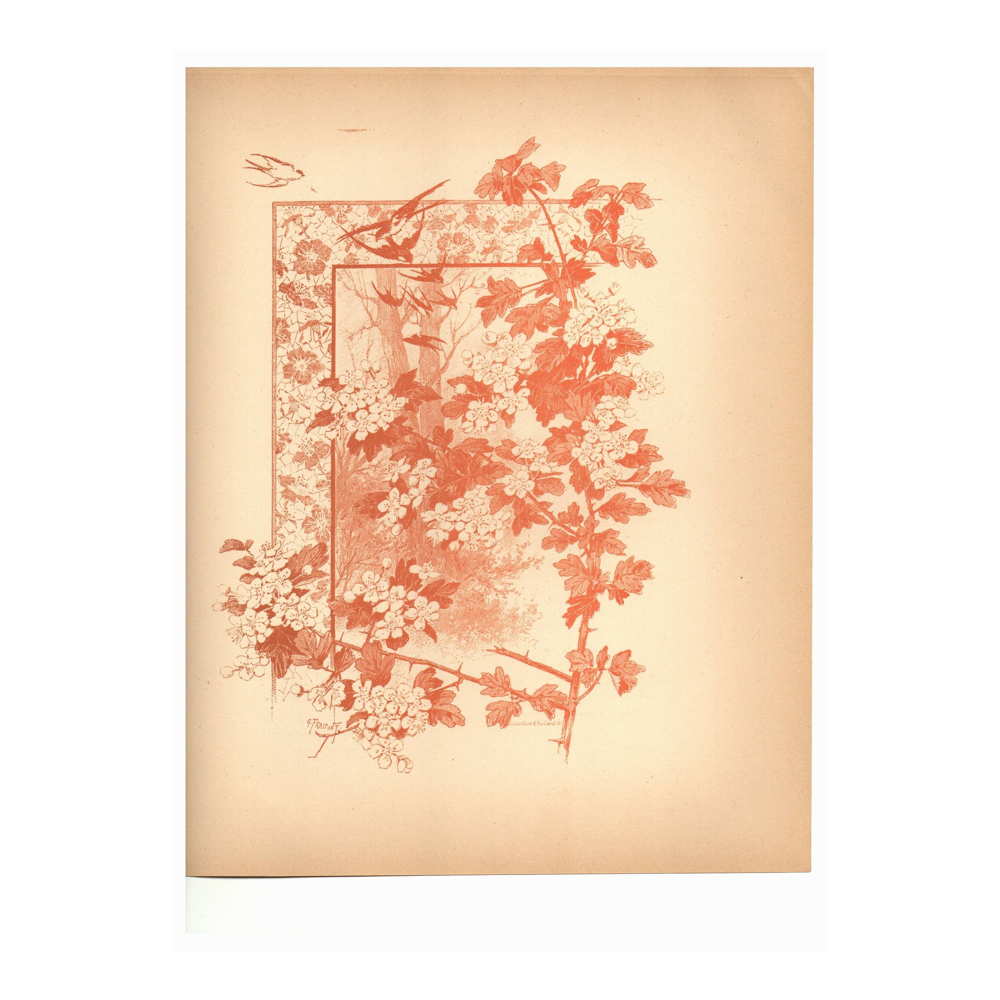 Art Nouveau engraving 1896 - Hawthorn by G. Fraipont. Antique floral plate.