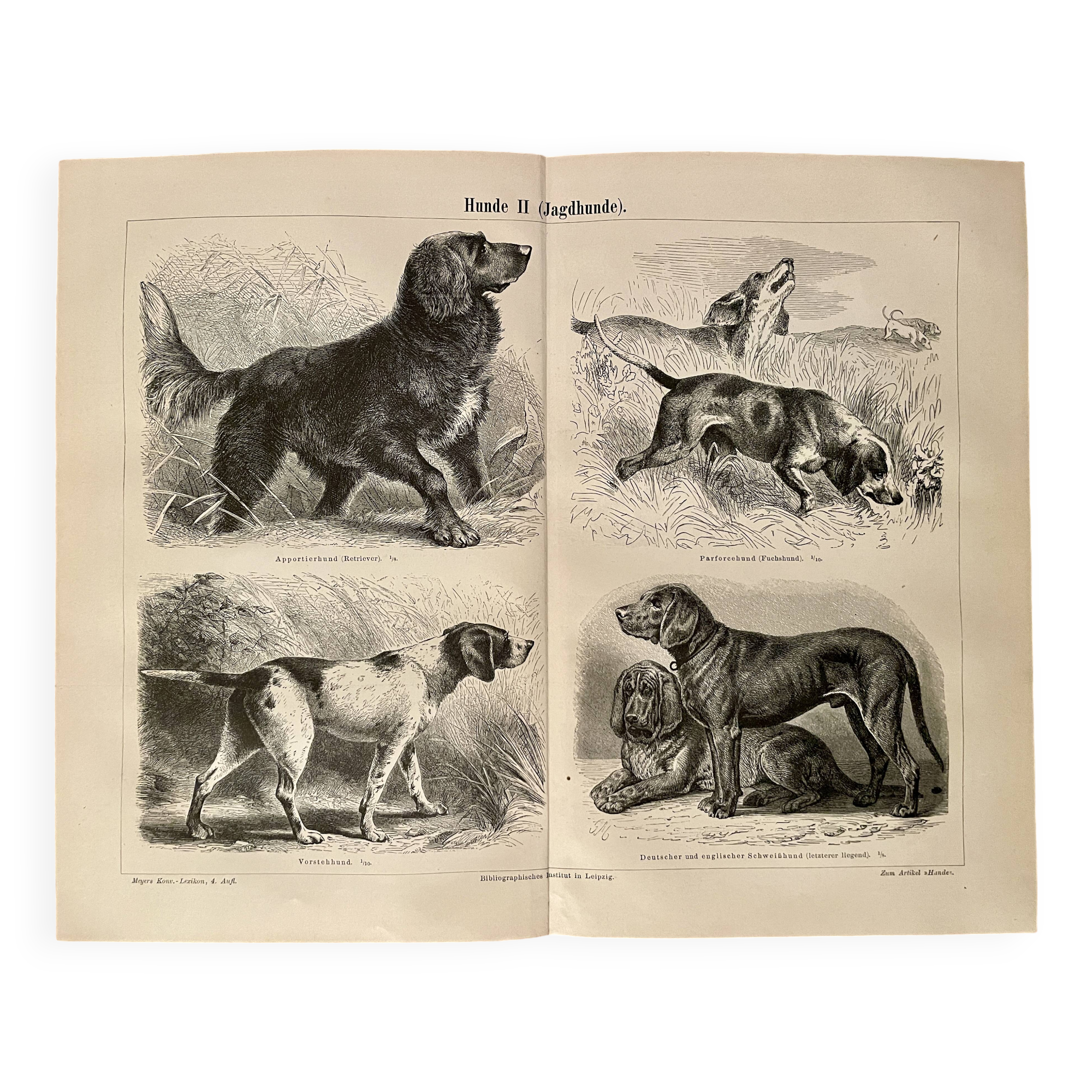 Illustrated plate on hunting dogs (retriever, German shorthaired pointer, dachshund) – 1890