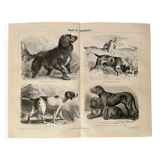 Planche illustrée sur les chiens de chasse (retriever, braque allemand, teckel) – 1890