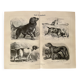 Illustrated plate on hunting dogs (retriever, German shorthaired pointer, dachshund) – 1890