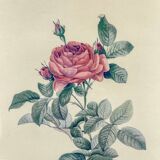 Lithograph of botanical plate by PJ Redouté Rosier du pont
