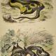 Planche zoologique originale de 1839 "saurien" la vipere fer de lance &.....