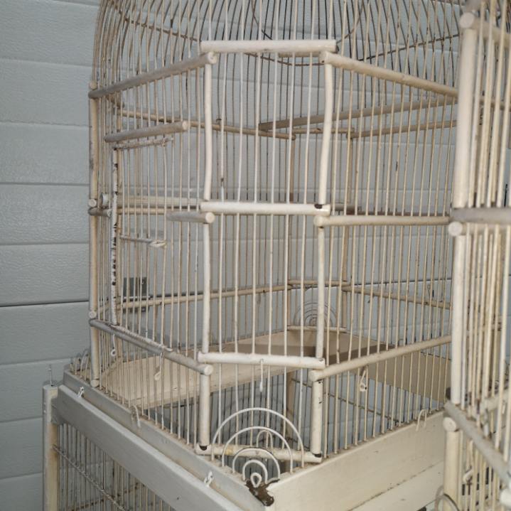 Double cage with birds in wooden metal white rectangular bell tower 1910