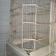 Double cage with birds in wooden metal white rectangular bell tower 1910