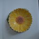 Salad bowl sunflower drainer in slip