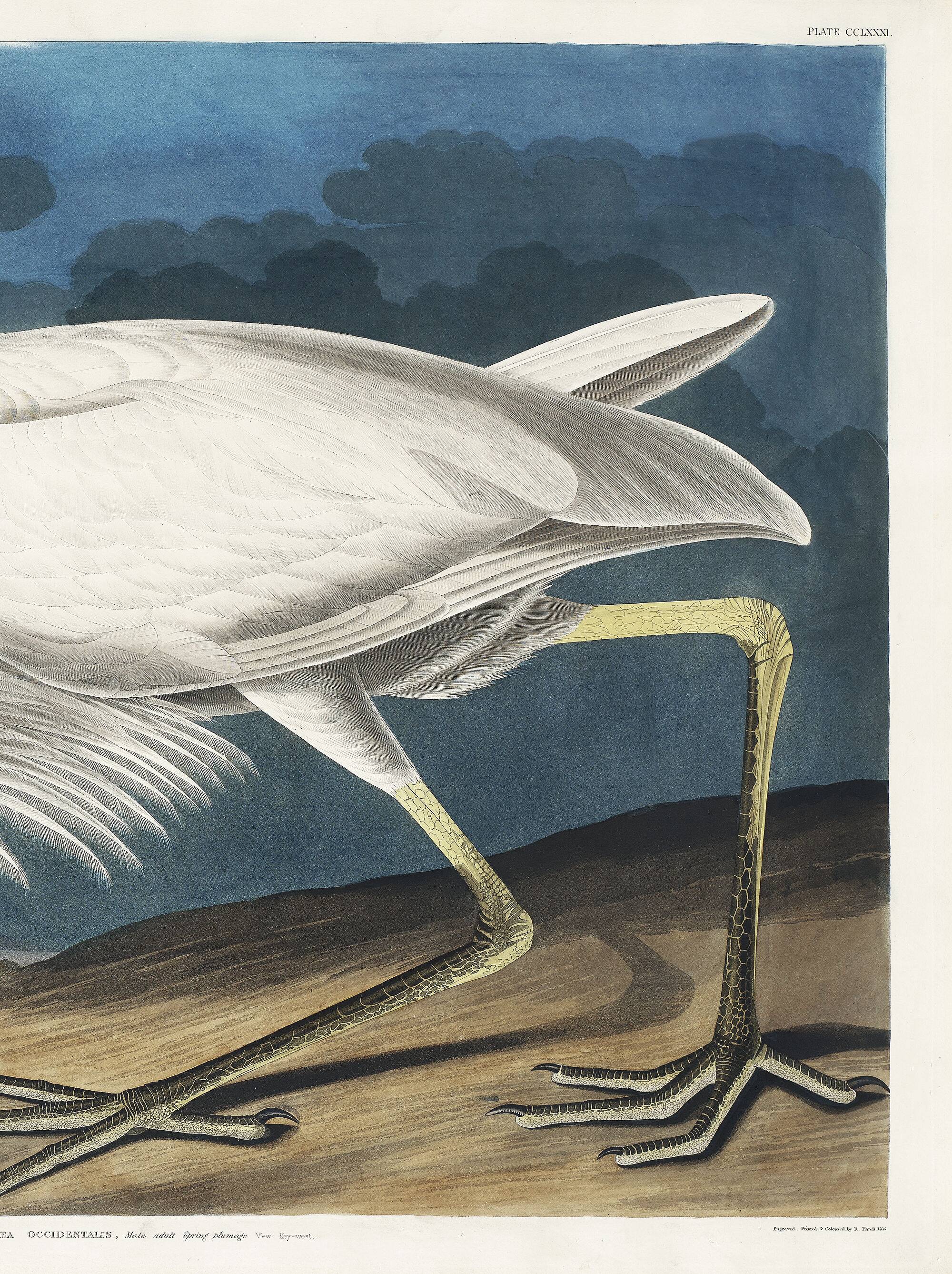 Poster about the Great Egret, based on an old engraving from 1827.