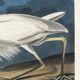 Poster about the Great Egret, based on an old engraving from 1827.