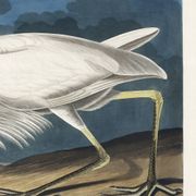 Poster about the Great Egret, based on an old engraving from 1827.