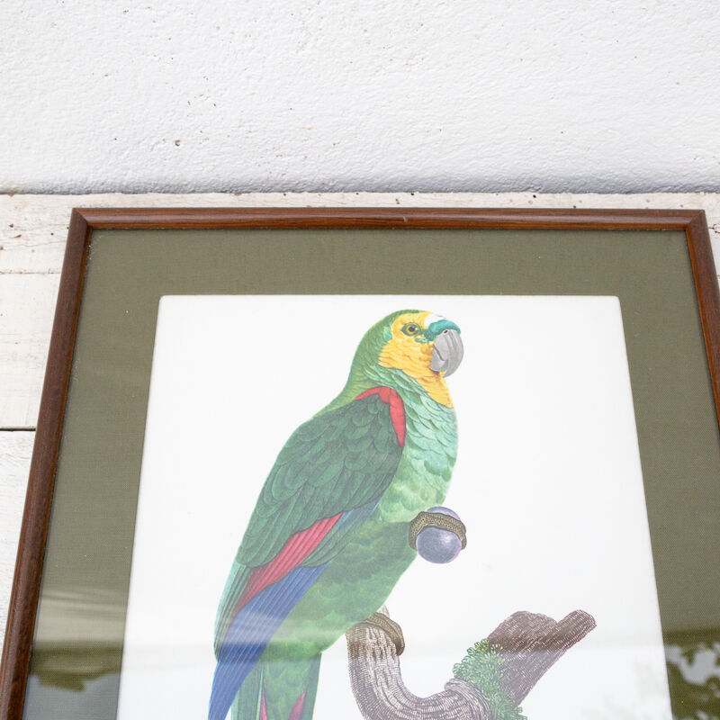 Engraving oiseua parrot the amazon male jacques barraband