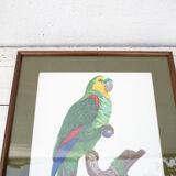 Engraving oiseua parrot the amazon male jacques barraband