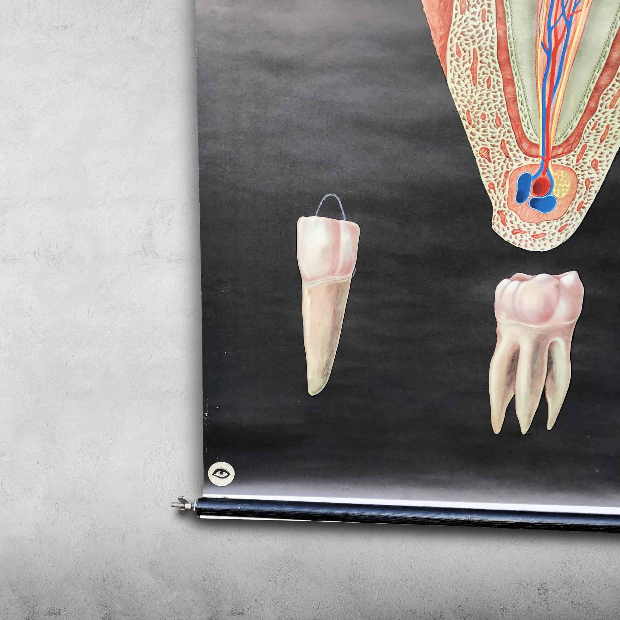 Pull-Down Chart of Human Teeth, 1960s
