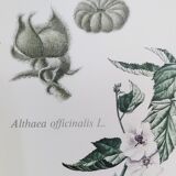 Botanical plates