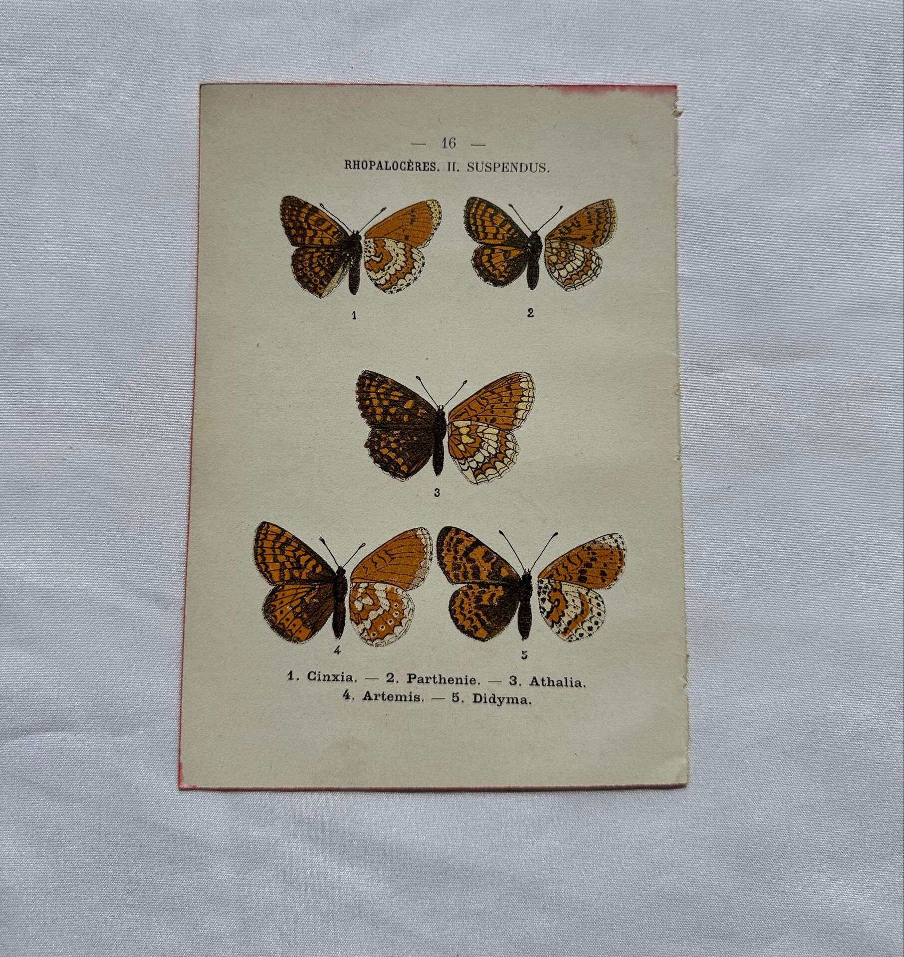 Botanical engraving double-sided butterflies naturalist plate etching