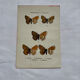 Botanical engraving double-sided butterflies naturalist plate etching