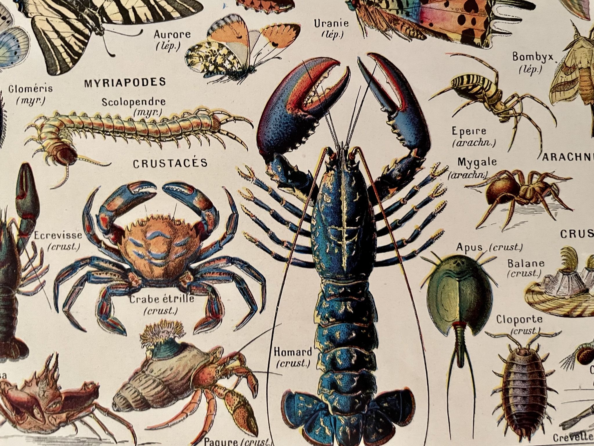 Lithographie sur les insectes, crustacés et arthropodes - 1920