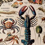 Lithograph on insects, crustaceans and arthropods - 1920