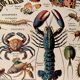 Lithographie sur les insectes, crustacés et arthropodes - 1920