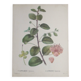 Botanical board from capparis vintage 60s