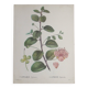 Botanical board from capparis vintage 60s