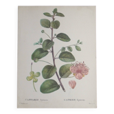 Botanical board from capparis vintage 60s