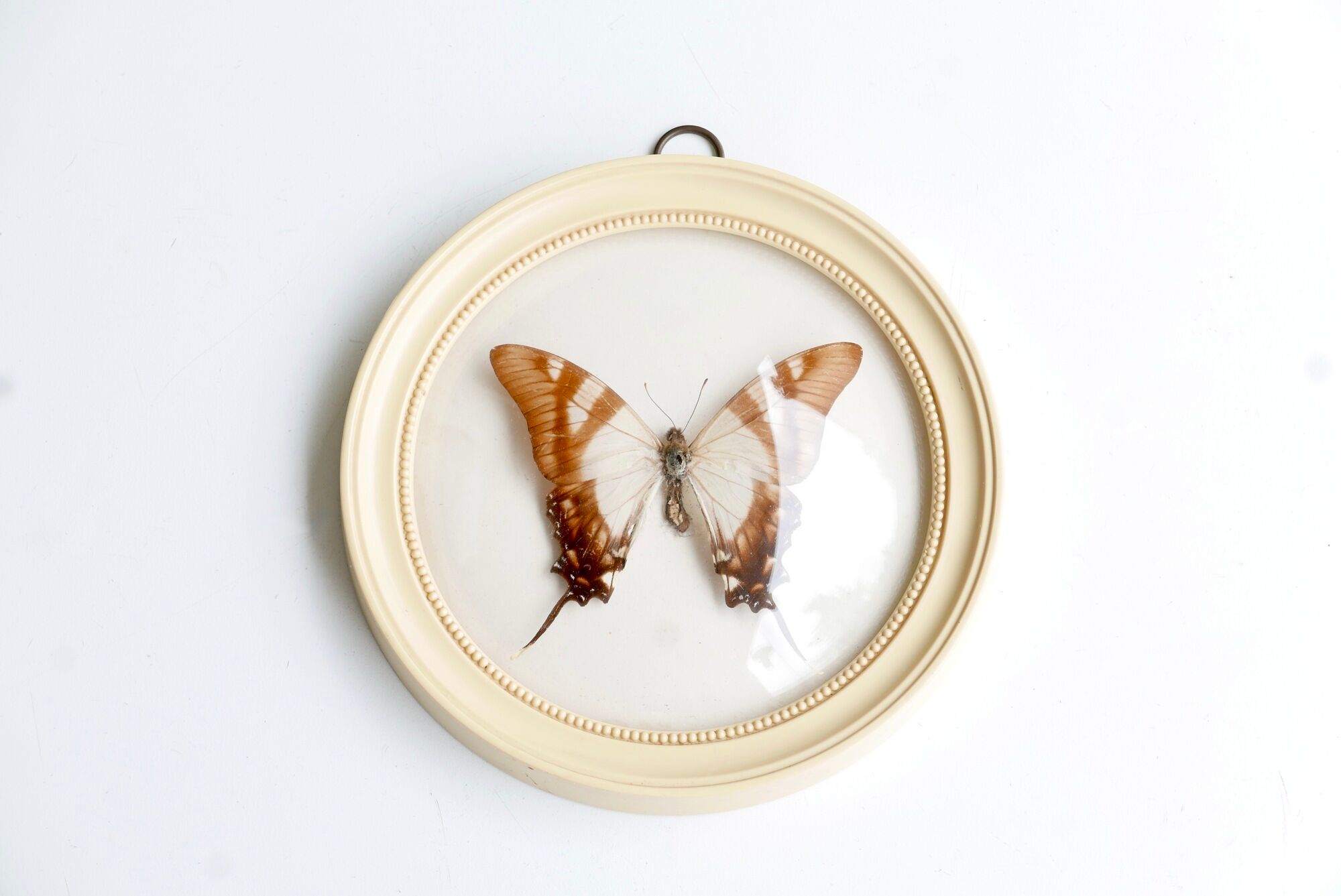Cadre vitrine bombée : papillon naturalisé blanc et marron, années 60