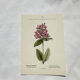 Old botanical engraving from the 19th century – Coloured plant illustration