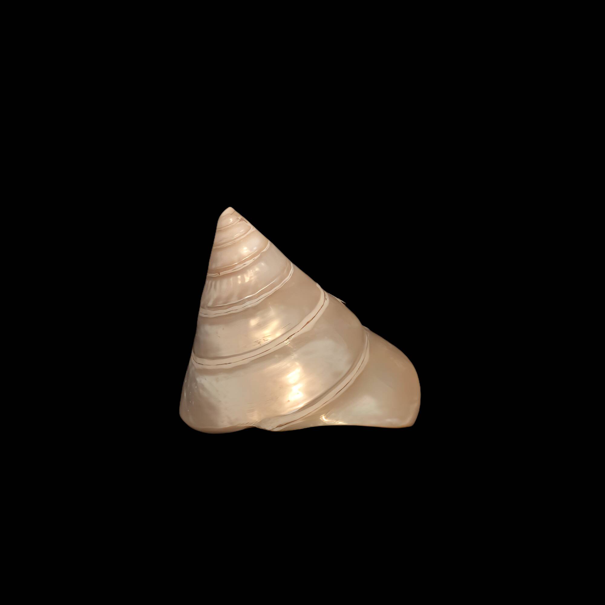 Troca shell decoration 8cm polished pearly Trocca Trochus decoration sea beach vintage old