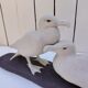 Pair of seagulls in Sèvres porcelain, crinkled glaze.