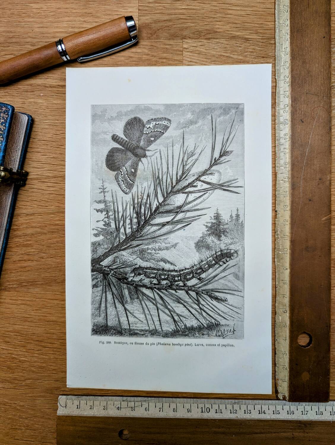 Imprimée en 1875, Gravure sur le Bombyx du pin