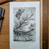 Printed in 1875, Engraving of the Pine Bombyx