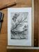 Printed in 1875, Engraving of the Pine Bombyx