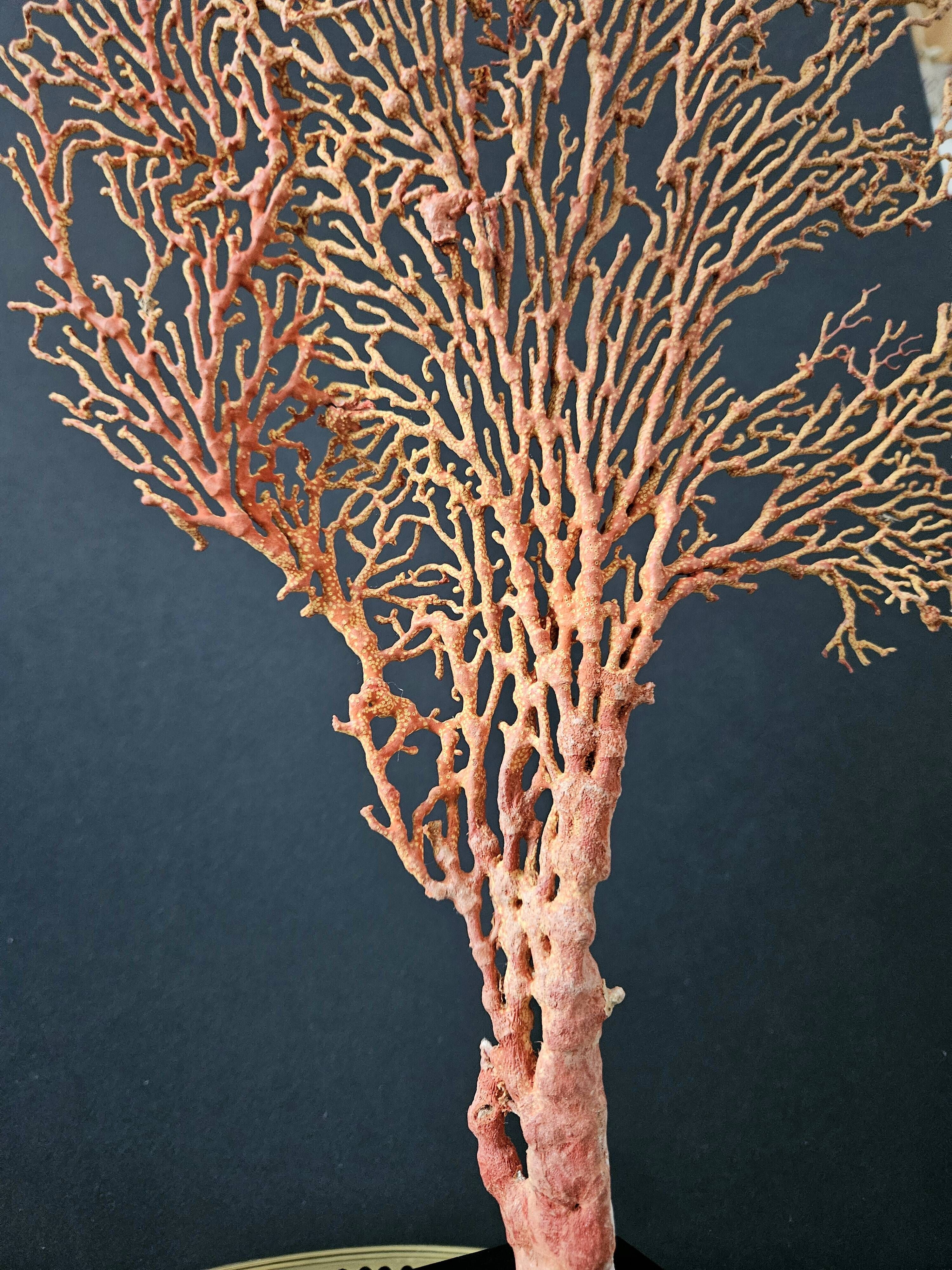 Gorgone Rouge XXL Wooden Base. H: 40 cm | Curiosity Decorative Object