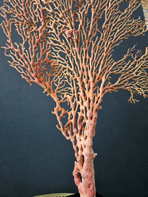Gorgone Rouge XXL Socle en bois. H : 40 cm   Objet de Décoration Curiosité