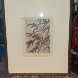 Ornithological engraving