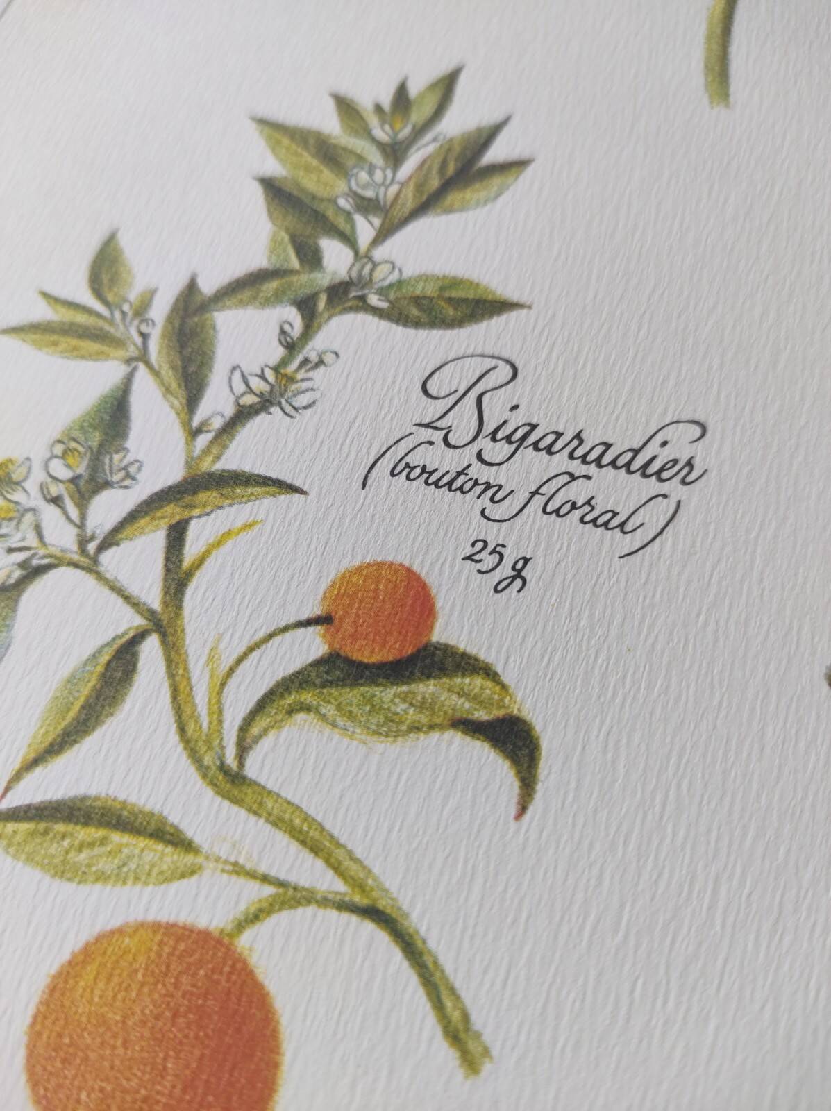 Illustration botanique -Tisane pour aider au sommeil- Gravure de plantes médicinales et herbes