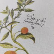 Botanical illustration -Herbal tea to help sleep- Engraving of medicinal plants and herbs