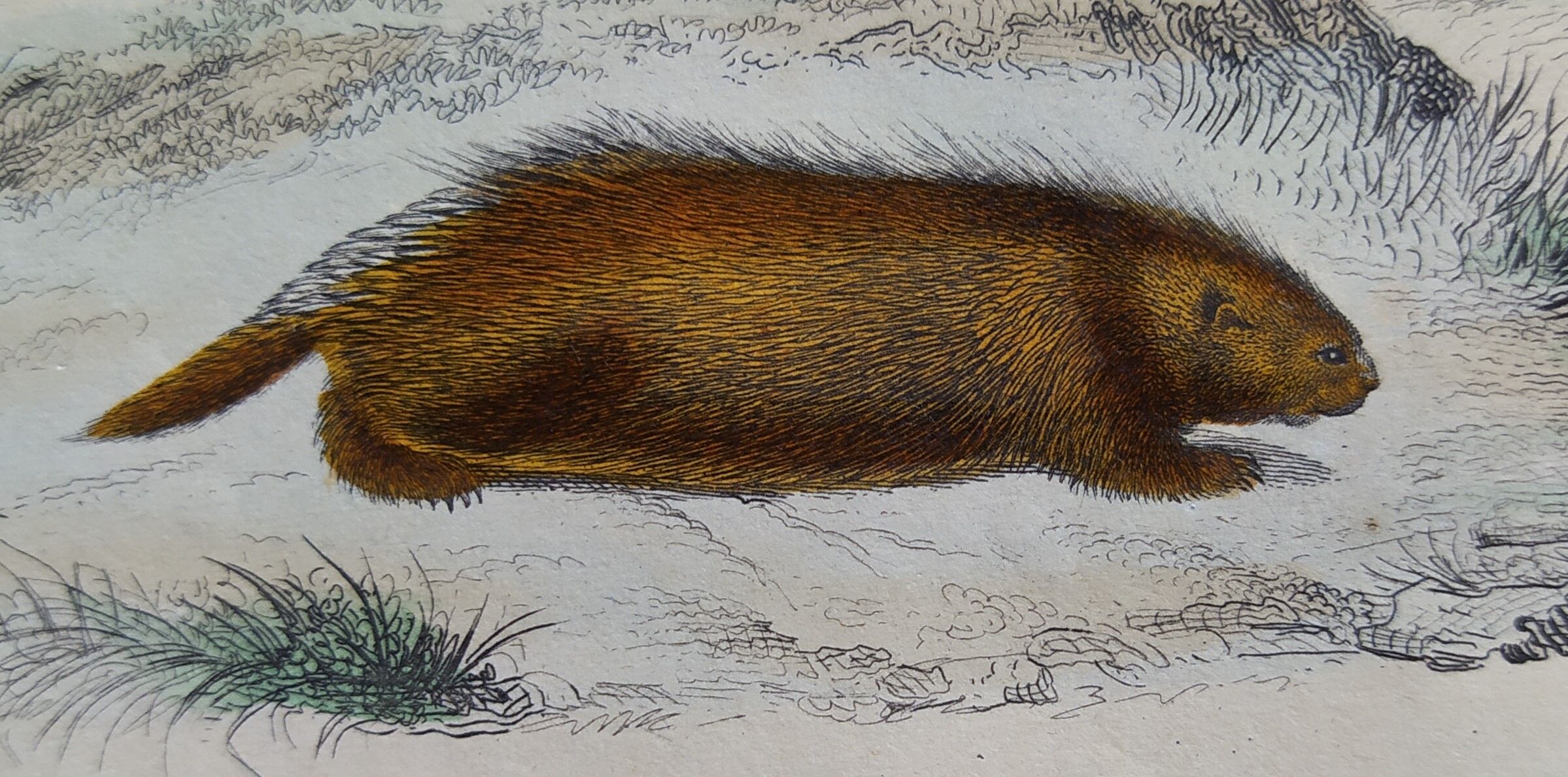 Planche zoologique originale " porc-épic, urson, tapir - buffon 1838