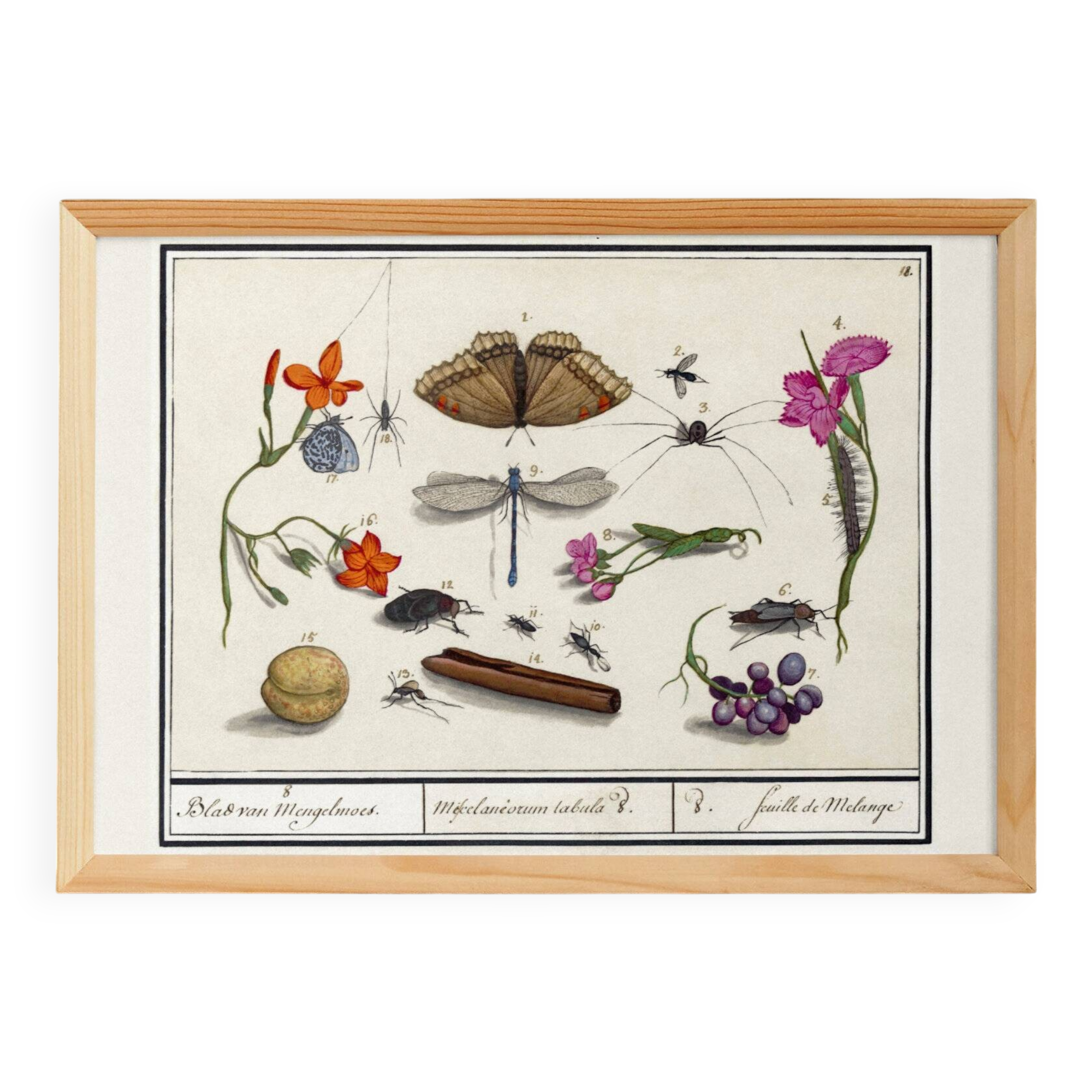 Small poster on “Insects and plants”, based on an old engraving